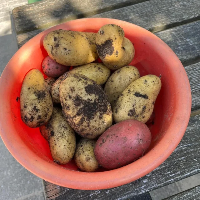 “Wauw, wat een geweldige oogst!” 🥔 
Aardappelen uit onze eigen moestuin! 🌱

Wat leren kinderen eigenlijk van een moestuin? 

Bij dagopvang Muiderwaard ontdekken ze hoe groenten en aardappelen groeien, terwijl ze geduld en zorgzaamheid ontwikkelen. Samen zaaien, verzorgen en oogsten – een leerzame én leuke ervaring! 🌍💚

#MoestuinPlezier #GroenLeren #DagopvangMuiderwaard #VerseOogst #Aardappelen #Gezondekinderopvang #leerzaam