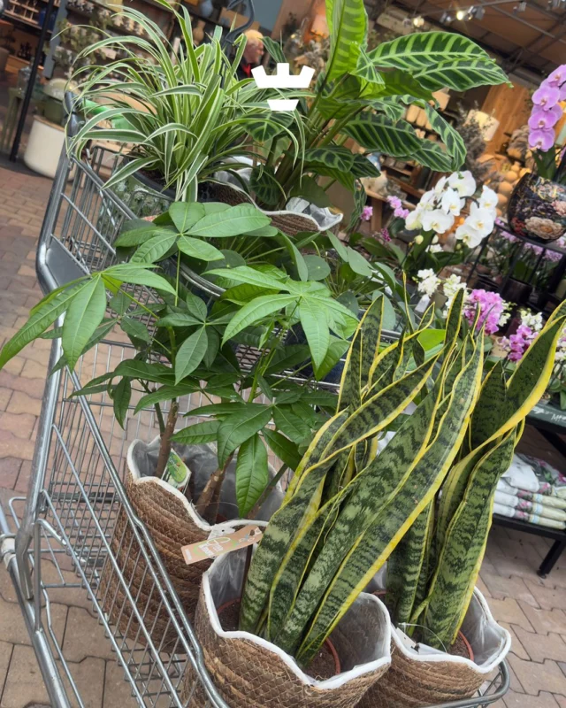 De nieuwe stijlgids van Klein Alkmaar is gelanceerd! In deze gids hebben we vastgelegd hoe we onze vestigingen inrichten.Om dit meteen tot leven te brengen, kregen alle groepen een Intratuin-cadeaubon. Zo kon elke vestiging op hun eigen manier invulling geven aan een groenere inrichting 🌿De collega’s van de Judith Leysterstraat trapten af en gingen samen planten uitzoeken voor hun groepen.Het resultaat? Meer groen, meer sfeer en nóg fijnere ruimtes voor de kinderen om in te spelen en te ontdekken 💚